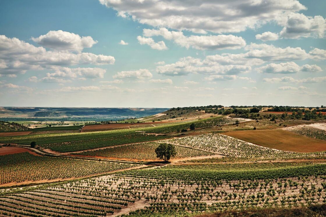 Ribera del Duero