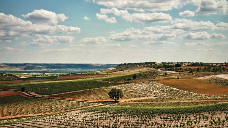 Ribera del Duero